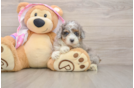 Poodle Puppy for Adoption