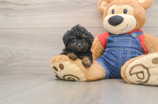 Best Poodle Baby
