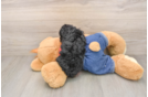 Best Poodle Baby
