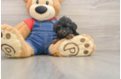 Poodle Puppy for Adoption