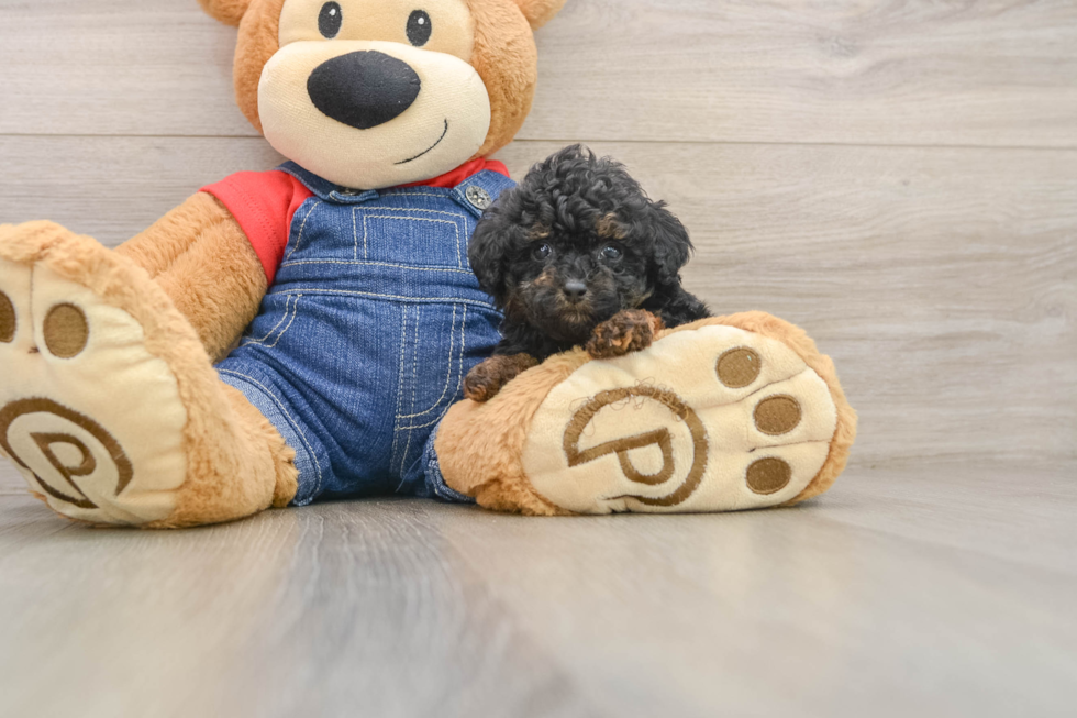 Poodle Puppy for Adoption