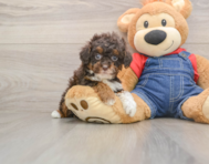 9 week old Poodle Puppy For Sale - Premier Pups