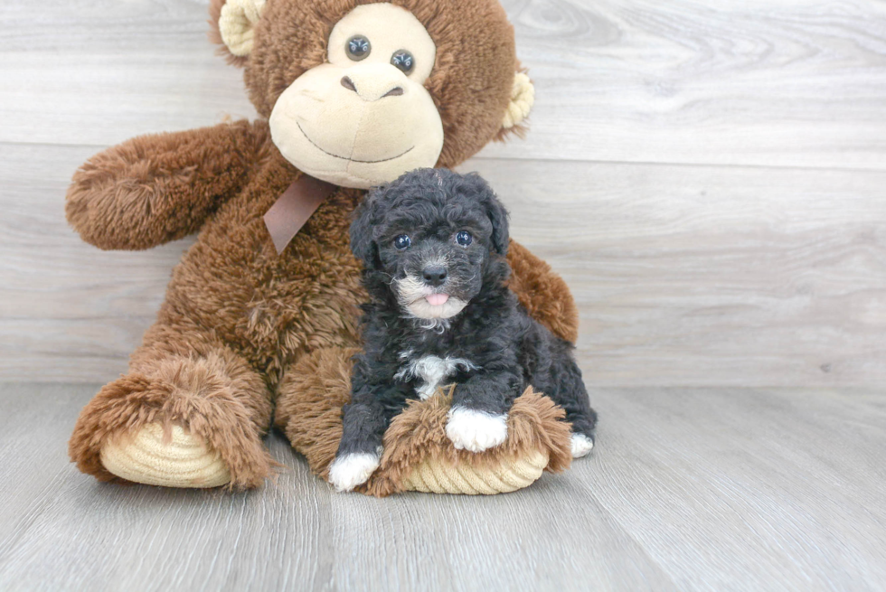 Playful Poodle Baby