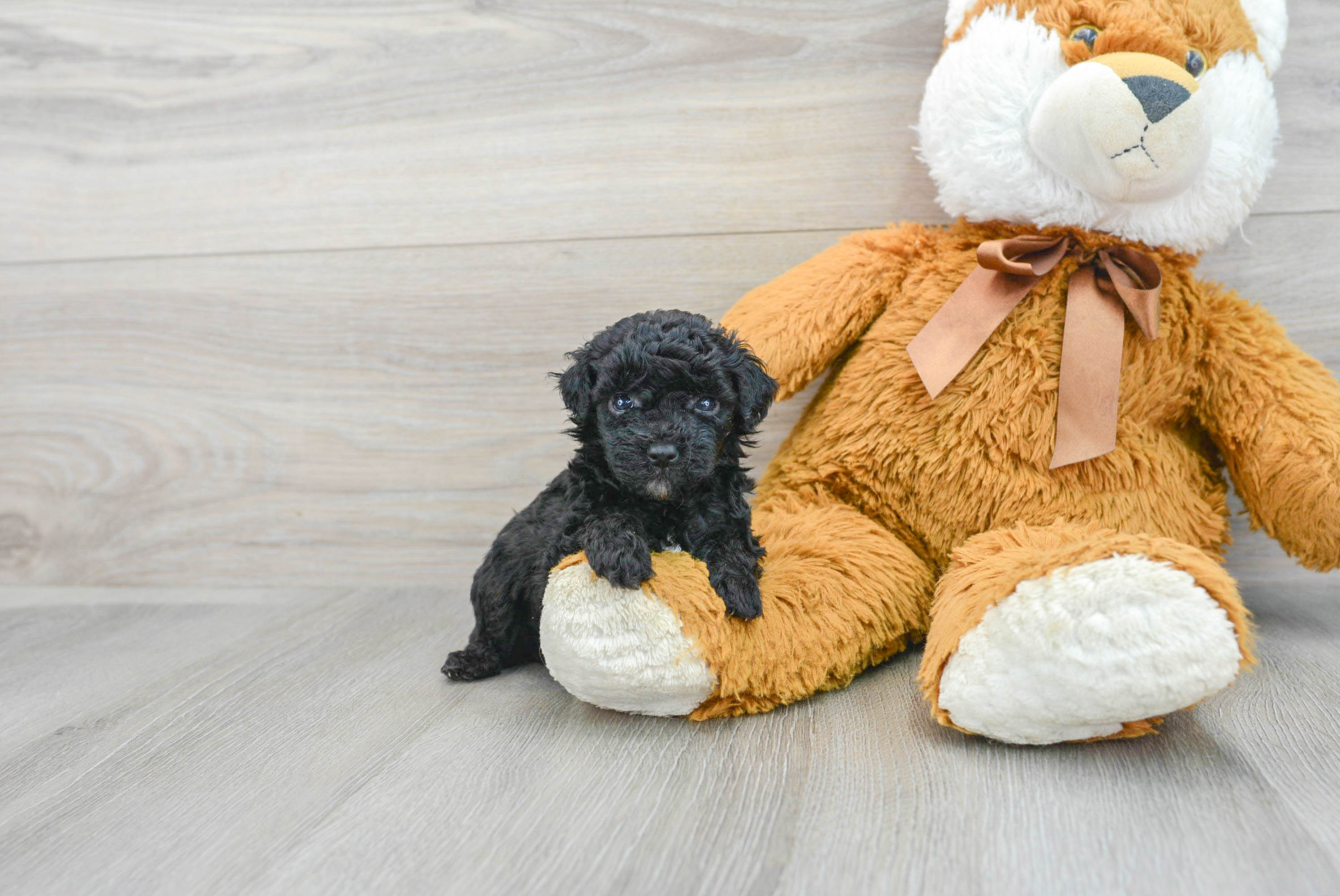 Small Poodle Purebred Pup