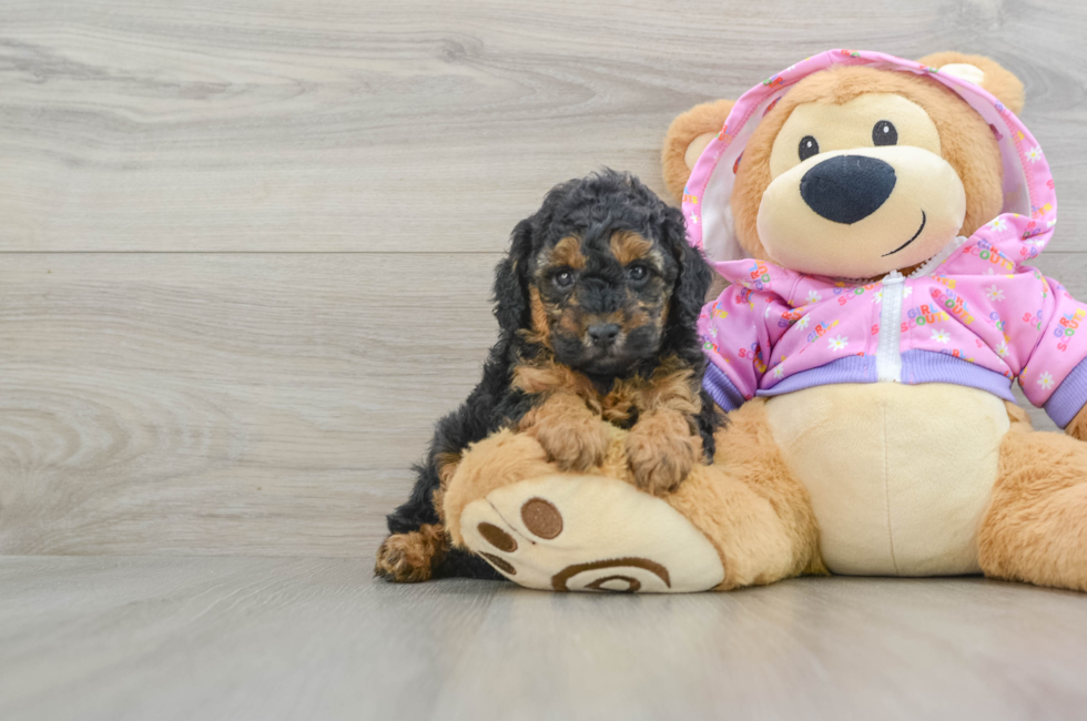 5 week old Poodle Puppy For Sale - Premier Pups