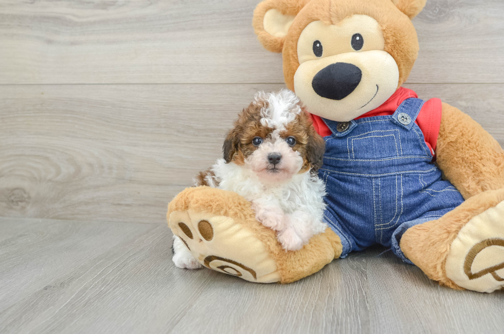 5 week old Poodle Puppy For Sale - Premier Pups