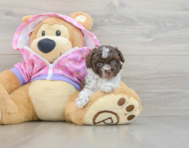 6 week old Poodle Puppy For Sale - Premier Pups