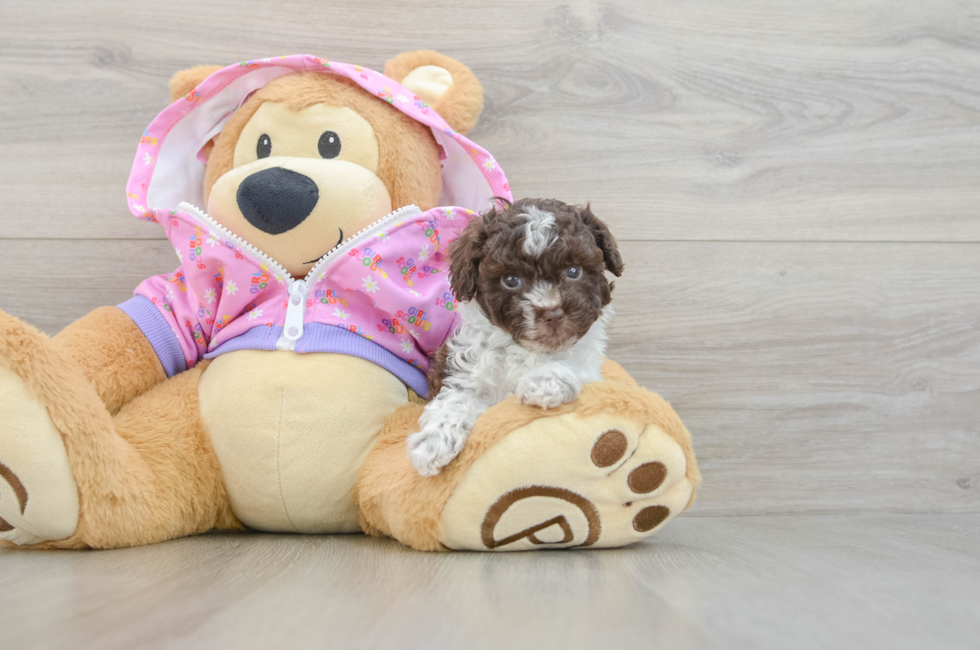 5 week old Poodle Puppy For Sale - Premier Pups