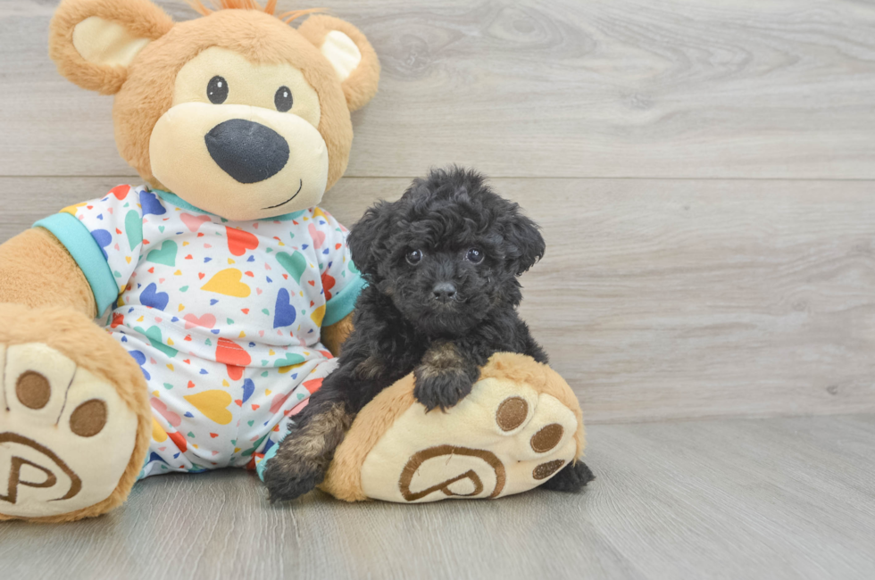 5 week old Poodle Puppy For Sale - Premier Pups