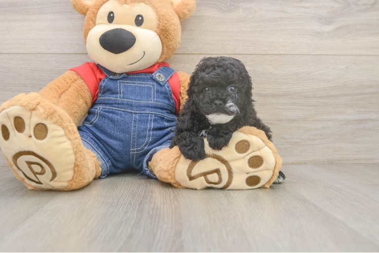 Poodle Puppy for Adoption