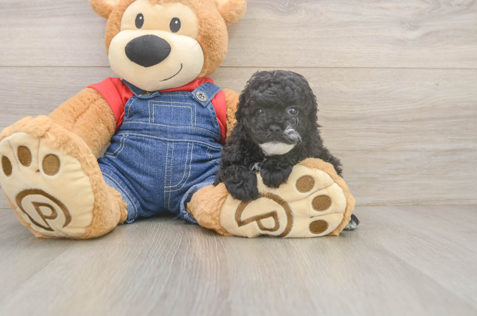 5 week old Poodle Puppy For Sale - Premier Pups