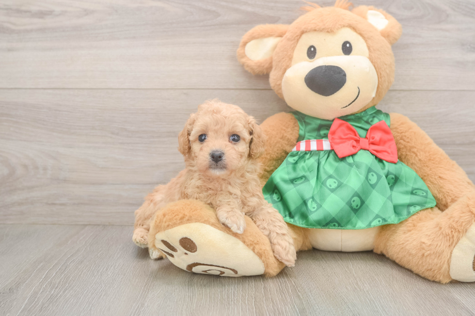 Poodle Pup Being Cute