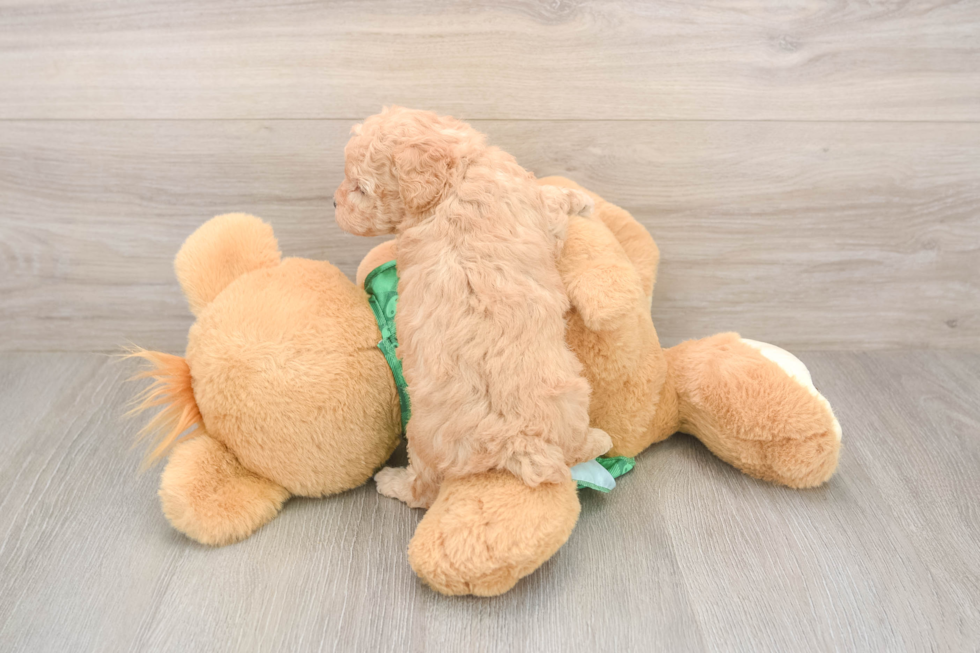 Poodle Puppy for Adoption