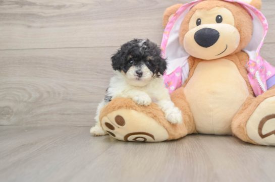 Best Poodle Baby