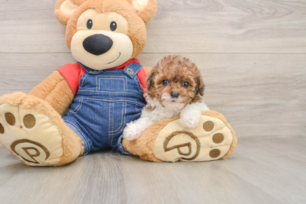 Poodle Puppy for Adoption