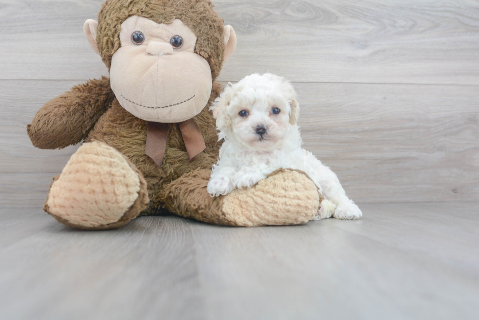 Cute Poodle Purebred Pup