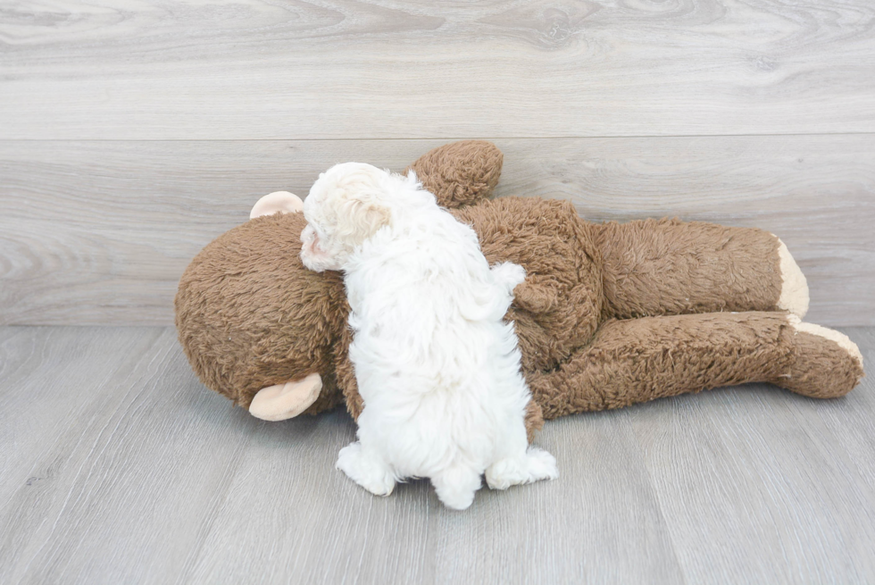 Cute Poodle Baby