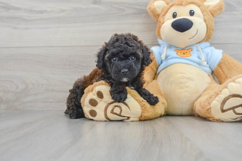 Meet Gil - our Poodle Puppy Photo 1/3 - Premier Pups