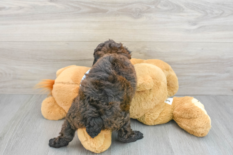 Meet Gil - our Poodle Puppy Photo 2/3 - Premier Pups