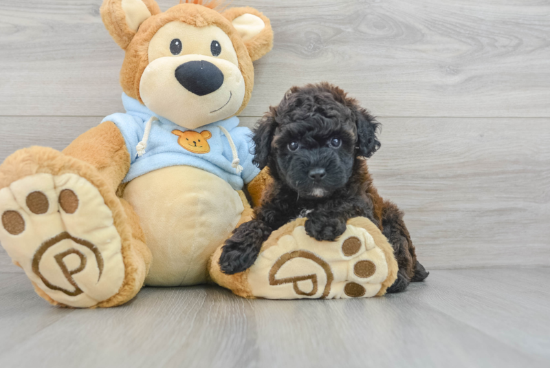 Meet Gil - our Poodle Puppy Photo 3/3 - Premier Pups