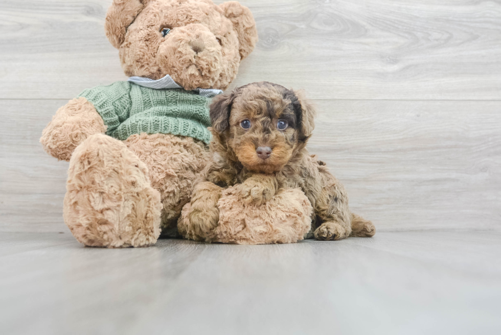 Poodle Puppy for Adoption