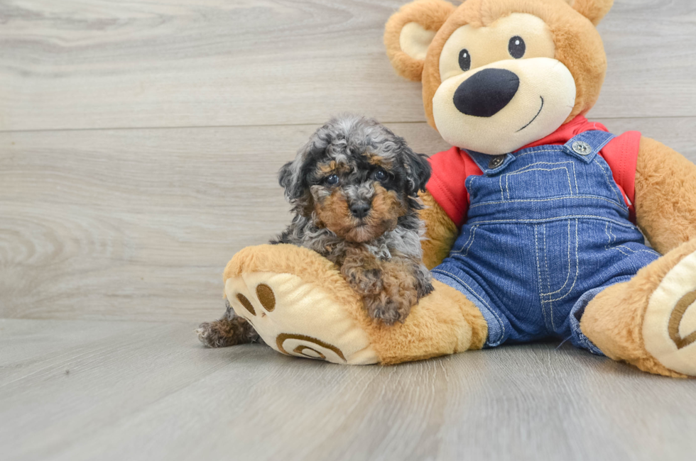 5 week old Poodle Puppy For Sale - Premier Pups