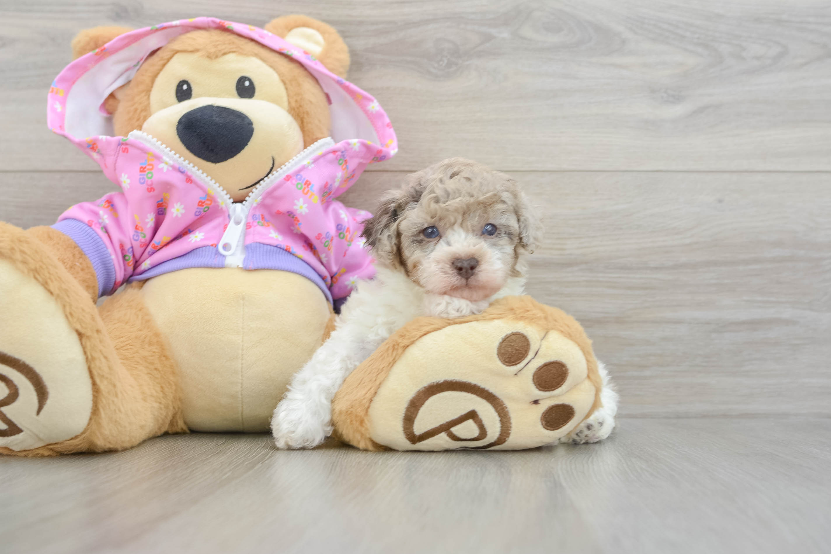 Best Poodle Baby