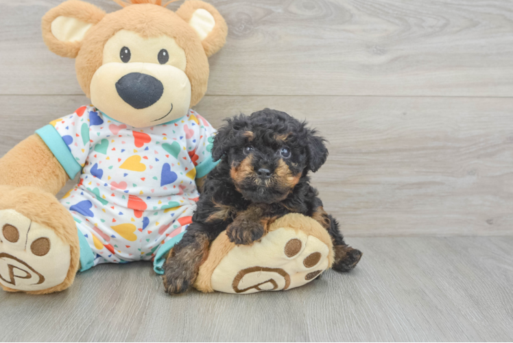 Little Poodle Baby