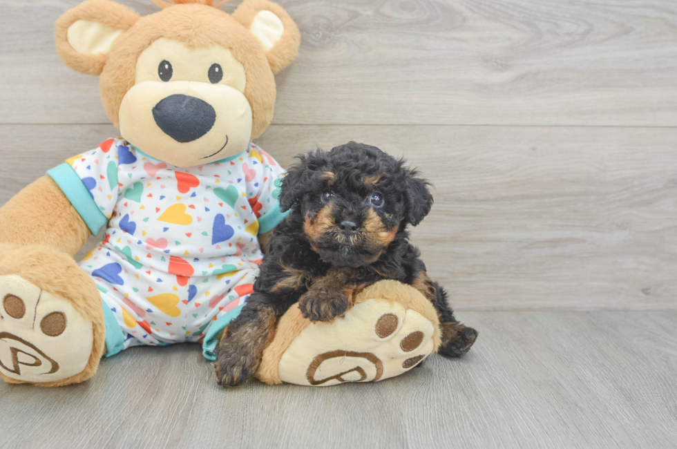 5 week old Poodle Puppy For Sale - Premier Pups