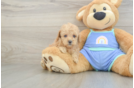 Little Poodle Baby