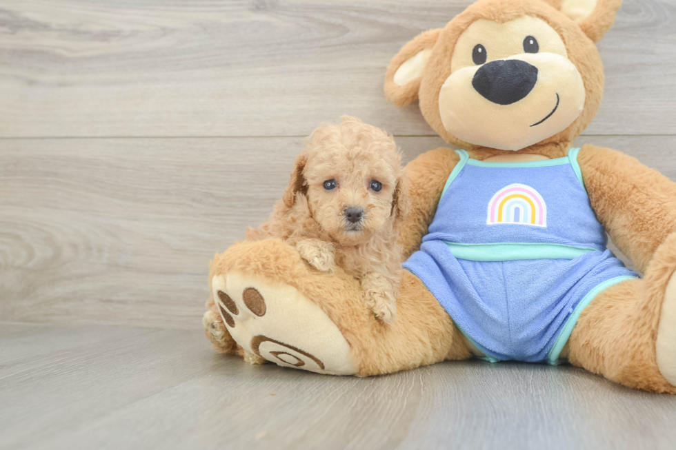 Little Poodle Baby