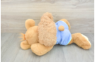 Poodle Puppy for Adoption