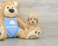 7 week old Poodle Puppy For Sale - Premier Pups