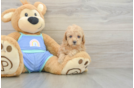 Akc Registered Poodle Purebred Pup