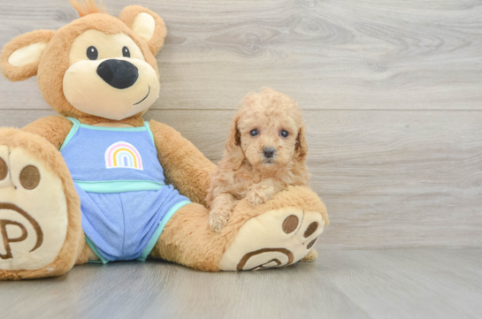 Akc Registered Poodle Purebred Pup