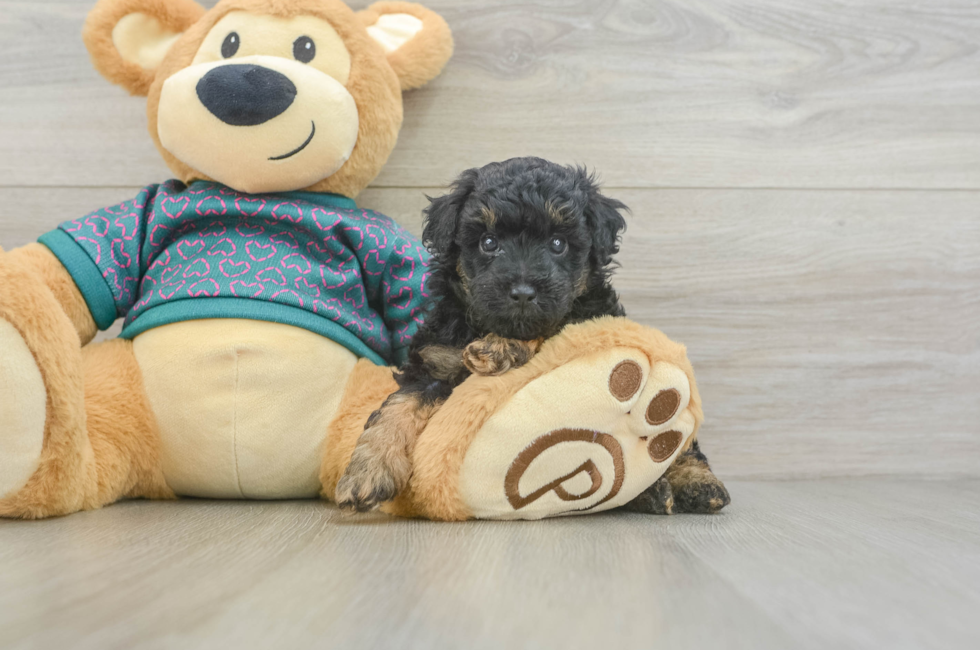 5 week old Poodle Puppy For Sale - Premier Pups