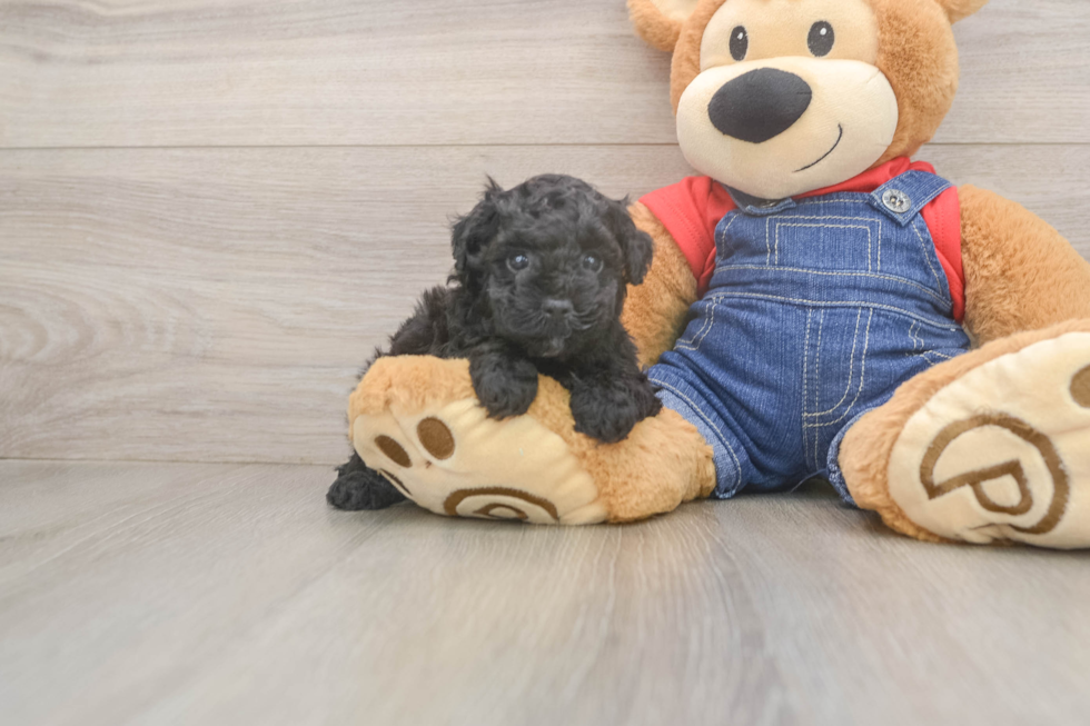 Little Poodle Purebred Pup