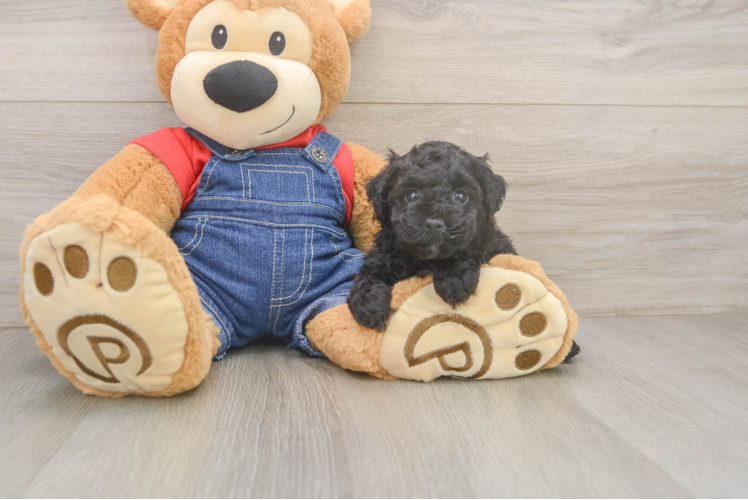 Poodle Puppy for Adoption