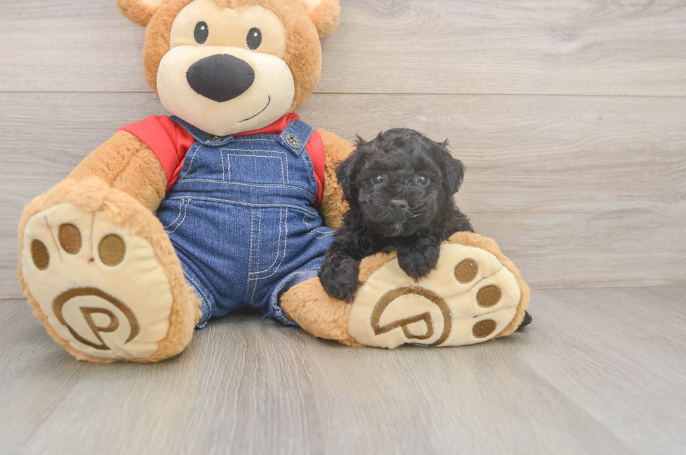 5 week old Poodle Puppy For Sale - Premier Pups