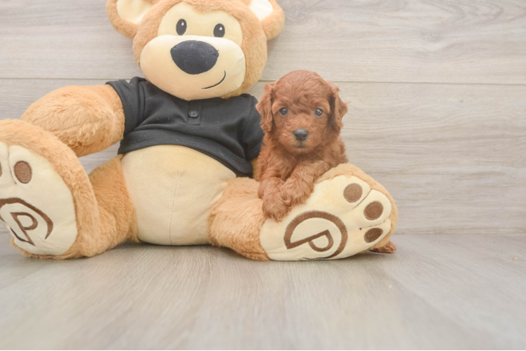 Poodle Puppy for Adoption