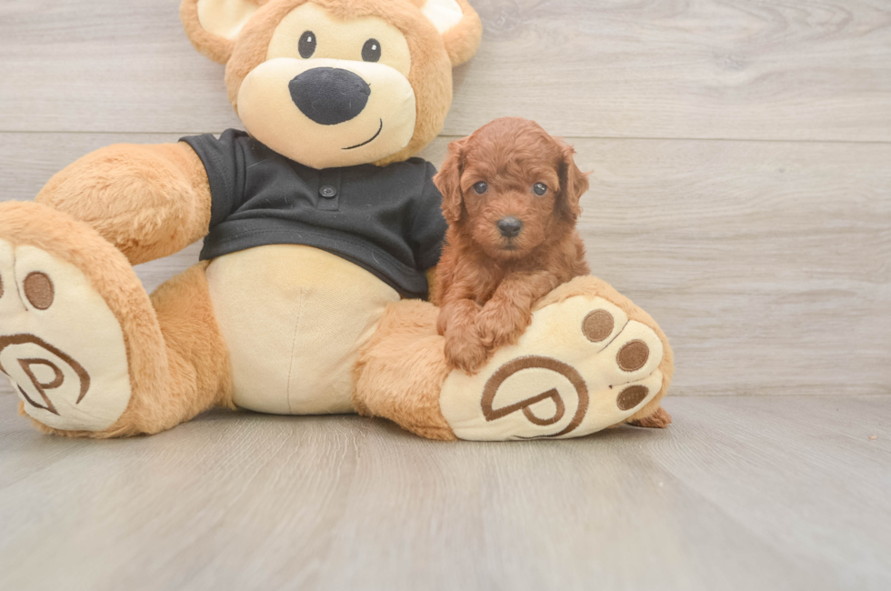 5 week old Poodle Puppy For Sale - Premier Pups