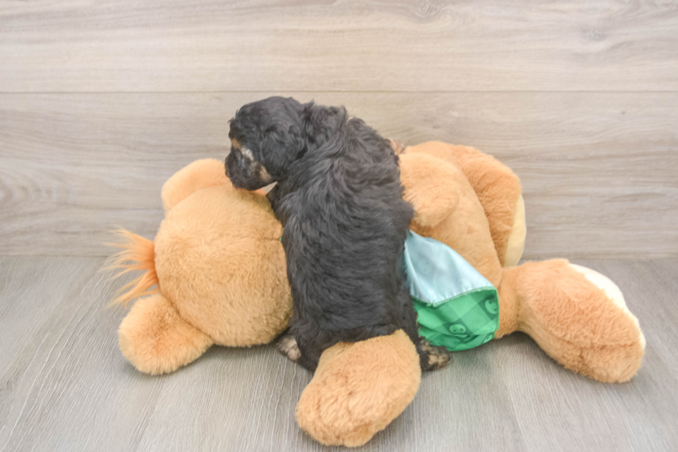 Poodle Pup Being Cute