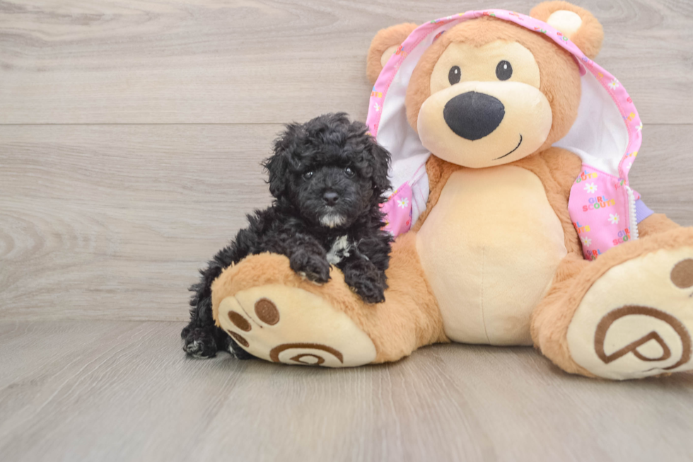 Playful Poodle Purebred Pup