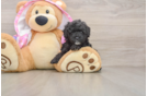 Poodle Puppy for Adoption