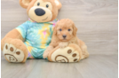 Poodle Pup Being Cute