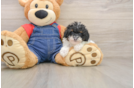 Little Poodle Baby