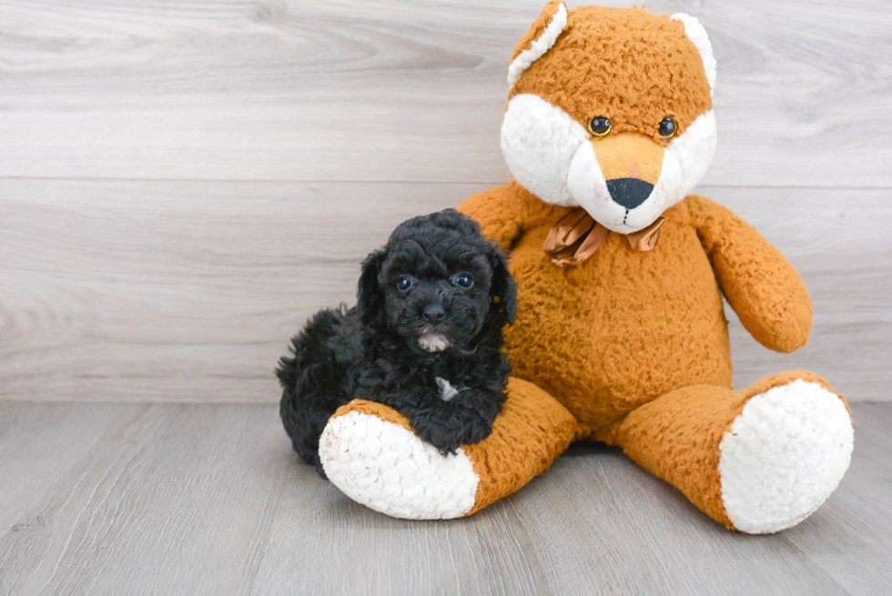 Little Poodle Purebred Pup