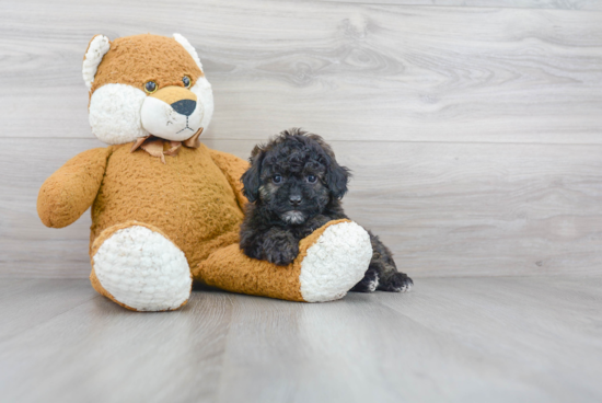 Little Poodle Purebred Pup