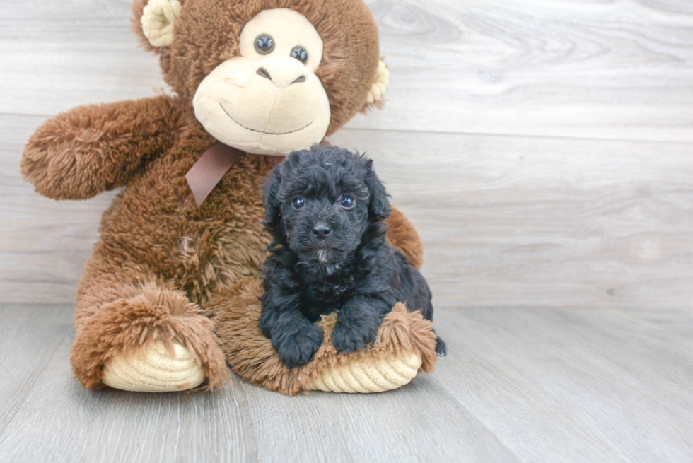 Playful Poodle Purebred Pup