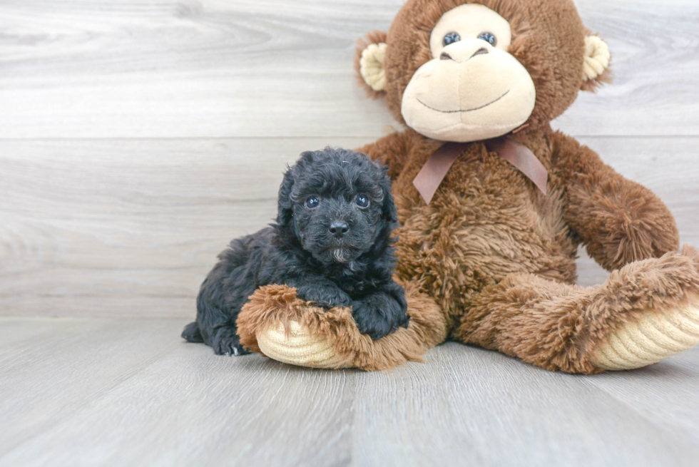 Playful Poodle Baby